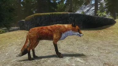 Feral Foxes