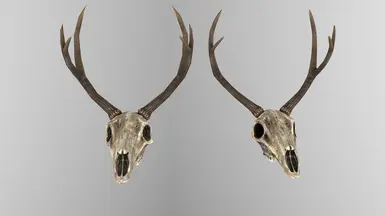 Deer Skull Horns Static Before After