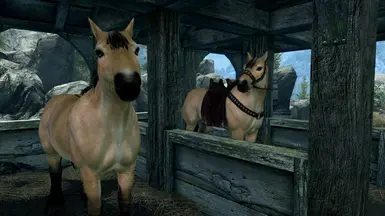 Immersive Horses