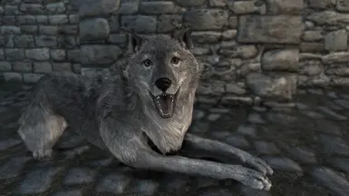 New Bellyache Texture for Companion wolf Secunda