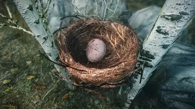 Pine Thrush Nest and Egg.