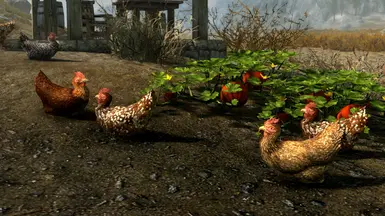 New Chickens