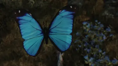 Blue Butterfly