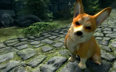 Corgi