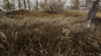 Frozen Marsh