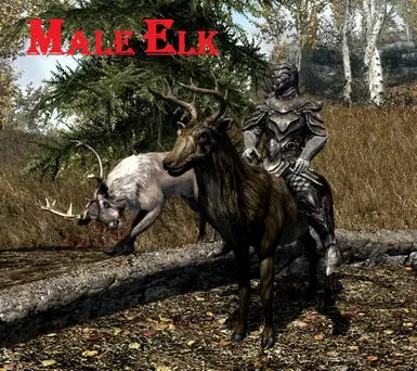 Male Elk