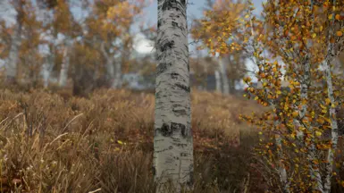 Birch