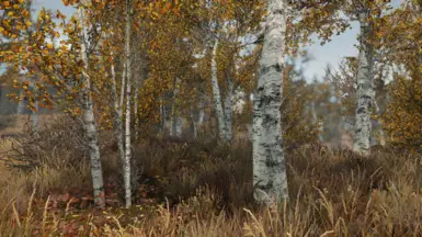 Birch - forest