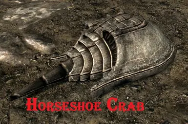 Horseshoe Crab