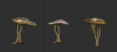 Phitt mushrooms large