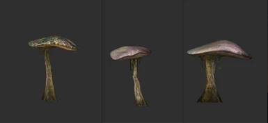 Phitt mushrooms medium