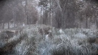 Frozen Marsh