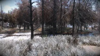 Frozen Marsh