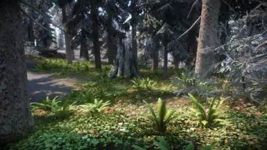 Solstheim Pine Forest