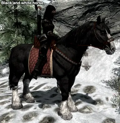 horseblackwhite