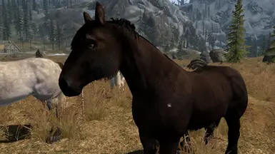 BlackFellPony