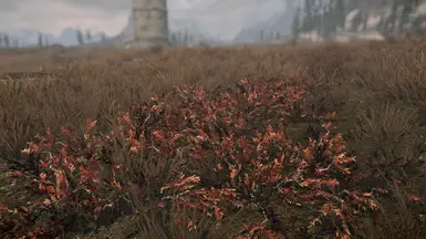 Tundra shrub - red