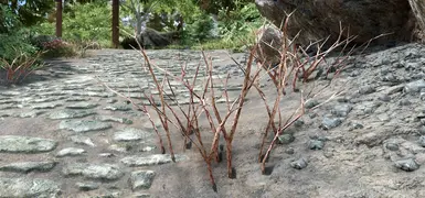 thicket - dead shrub bark