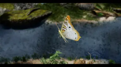 White Peacock