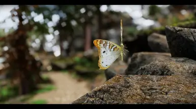 White Peacock