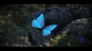 Blue Morpho