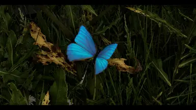 Blue Morpho