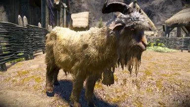 Bearded Bell Goat