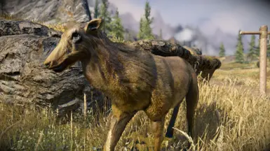 Antlerless Female Elk