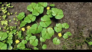 Spring leaf growth