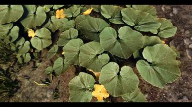 Summer leaf growth