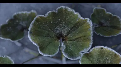 Closeup of winter frost detail