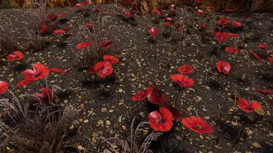 Tundra Poppies