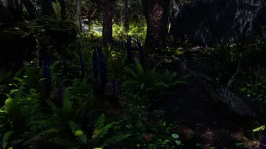 Forest Lupins and Ferns