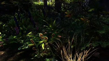 Forest Lupins and Ferns