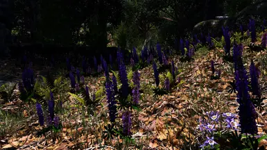 Forest Lupins and Leaves