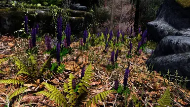 Lupin in Leaves