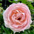 rose879094