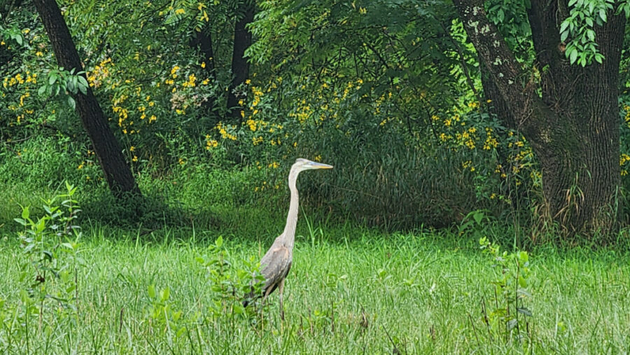 Great blue heron