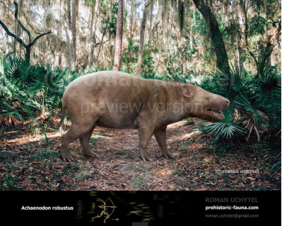 Achaenodon robustus