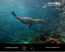 Acrophoca (Swan-necked seal)