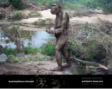 Australopithecus afarensis