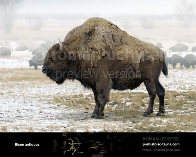 Bison antiquus (Ancient bison)