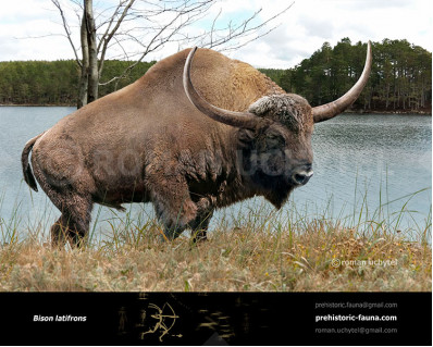 Bison latifrons (Giant North American Bison)