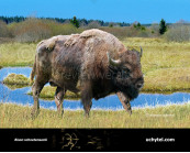 Pleistocene woodland bison