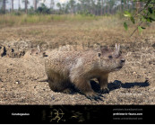 Horned gopher