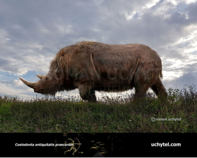 Woolly rhinoceros (Coelodonta antiquitatis)