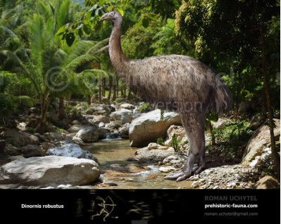 Dinornis robustus