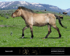 Equus scotti