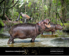 Malagasy hippopotamus