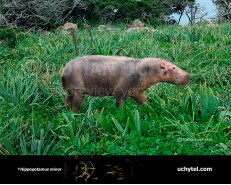 Cypriot pygmy hippopotamus